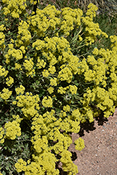 Shasta Sulphur Sulphur Flowered Buckwheat (Eriogonum umbellatum var. polyanthum 'Shasta Sulphur') at Stonegate Gardens