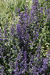 Six Hills Giant Catmint (Nepeta x faassenii 'Six Hills Giant') at Lakeshore Garden Centres