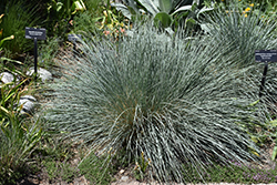 Saphirsprudel Blue Oat Grass (Helictotrichon sempervirens 'Saphirsprudel') at A Very Successful Garden Center