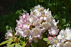 Hoopla Rhododendron (Rhododendron 'Hoopla') at Lakeshore Garden Centres