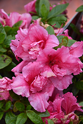 Bloom-A-Thon Hot Pink Reblooming Azalea (Rhododendron 'RLH1-11P1') at A Very Successful Garden Center