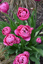 Amazing Grace Tulip (Tulipa 'Amazing Grace') at Stonegate Gardens