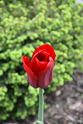 Canadian Liberator Tulip (Tulipa 'Canadian Liberator') at Stonegate Gardens