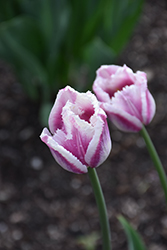 Fringed Siesta Tulip (Tulipa 'Fringed Siesta') at Stonegate Gardens