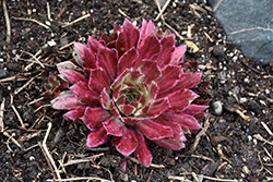Chick Charms Lotus Blossom; Hens And Chicks (Sempervivum 'Lotus Blossom') at A Very Successful Garden Center