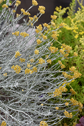 Silver Stitch Curry Bush (Helichrysum 'HYBHS18023') at Lakeshore Garden Centres