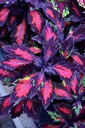 Marquee Special Effects Coleus (Solenostemon scutellarioides 'Special Effects') at Lakeshore Garden Centres