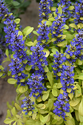 Feathered Friends Cordial Canary Bugleweed (Ajuga 'Cordial Canary') at A Very Successful Garden Center