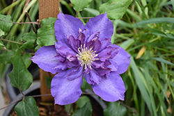 Royalty Clematis (Clematis 'Royalty') at A Very Successful Garden Center