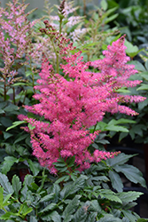Younique Cerise Astilbe (Astilbe 'Verscerise') at A Very Successful Garden Center