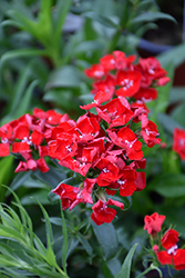 Scarlet Fever Sweet William (Dianthus barbatus 'Scarlet Fever') at A Very Successful Garden Center