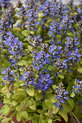 Feathered Friends Fancy Finch Bugleweed (Ajuga 'Fancy Finch') at A Very Successful Garden Center
