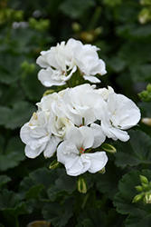 Fantasia White Geranium (Pelargonium 'Fantasia White') at A Very Successful Garden Center