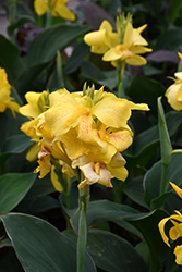 Tropical Yellow Canna (Canna 'Tropical Yellow') at A Very Successful Garden Center