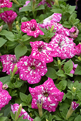Headliner Light Pink Sky Petunia (Petunia 'KLEPH22597') at A Very Successful Garden Center