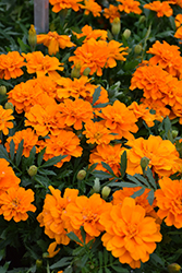Durango Tangerine Marigold (Tagetes patula 'Durango Tangerine') at A Very Successful Garden Center