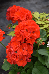 Elanos Bright Red Geranium (Pelargonium 'Penton') at A Very Successful Garden Center