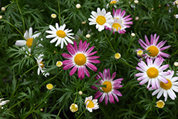 Comet Pink Shades Daisy (Argyranthemum frutescens 'Comet Pink Shades') at A Very Successful Garden Center