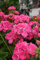 Dynamo Hot Pink Geranium (Pelargonium 'Dynamo Hot Pink') at Lakeshore Garden Centres
