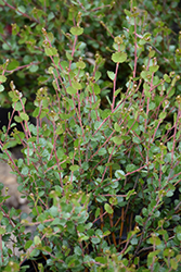 Arctic Birch (Betula nana) at A Very Successful Garden Center