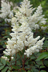 Younique White Astilbe (Astilbe 'Verswhite') at Lakeshore Garden Centres