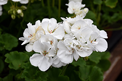 Patriot White Geranium (Pelargonium 'Patriot White') at A Very Successful Garden Center