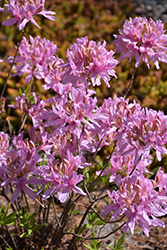 Orchid Lights Azalea (Rhododendron 'Orchid Lights') at A Very Successful Garden Center