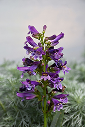 Pristine Lilac Purple Beardtongue (Penstemon barbatus 'Pristine Lilac Purple') at Stonegate Gardens