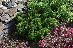 Morden Japanese Yew (Taxus cuspidata 'Morden') at A Very Successful Garden Center