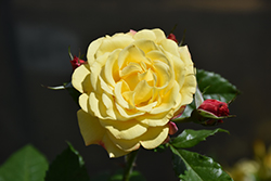 Rugelda Rose (Rosa 'KORruge') at Stonegate Gardens
