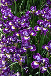 Jewelled Crown Siberian Iris (Iris sibirica 'Jewelled Crown') at A Very Successful Garden Center