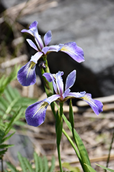 Blue Flag Iris (Iris versicolor) at The Mustard Seed