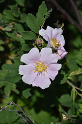 Prickly Wild Rose (Rosa acicularis) at A Very Successful Garden Center