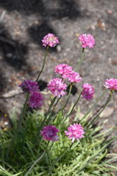 Nifty Thrifty Sea Thrift (Armeria maritima 'Nifty Thrifty') at Stonegate Gardens