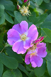 Wild Rose (Rosa woodsii) at Stonegate Gardens