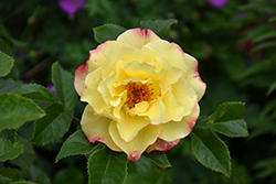 Rugelda Rose (Rosa 'KORruge') at A Very Successful Garden Center