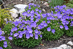 Rapido Blue Bellflower (Campanula carpatica 'Rapido Blue') at A Very Successful Garden Center