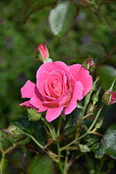 Aurora Borealis Rose (Rosa 'VLR002') at Stonegate Gardens