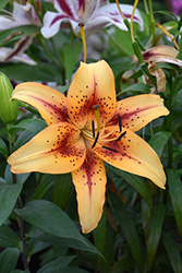 Hotel California Lily (Lilium 'Hotel California') at A Very Successful Garden Center