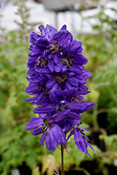 Delphina Dark Blue Black Bee Larkspur (Delphinium 'Delphina Dark Blue Black Bee') at A Very Successful Garden Center