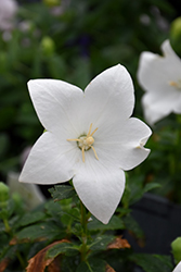 Pop Star White Balloon Flower (Platycodon grandiflorus 'Pop Star White') at A Very Successful Garden Center