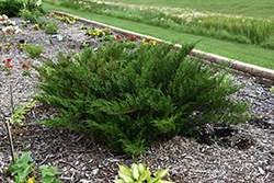 Savin Juniper (Juniperus sabina) at A Very Successful Garden Center