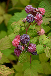 Jewel Black Raspberry (Rubus occidentalis 'Jewel') at A Very Successful Garden Center