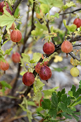 Comanche Gooseberry (Ribes uva-crispa 'Red Jacket') at Stonegate Gardens