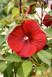 Big Hit Red Hibiscus (Hibiscus 'Happa Red') at Stonegate Gardens