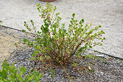 Comanche Gooseberry (Ribes uva-crispa 'Red Jacket') at Stonegate Gardens