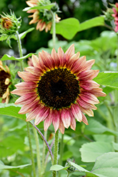 Ruby Eclipse Sunflower (Helianthus annuus 'Ruby Eclipse') at Lakeshore Garden Centres