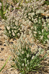 Bunny Tails Grass (Lagurus ovatus) at Stonegate Gardens