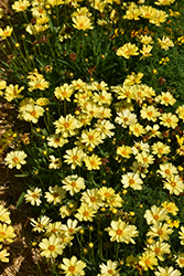 Leading Lady Lauren Tickseed (Coreopsis 'Leading Lady Lauren') at A Very Successful Garden Center