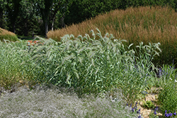 Icy Blue Canada Wild Rye (Elymus canadensis 'Icy Blue') at A Very Successful Garden Center
